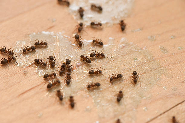 Best Emergency Pest Control  in La Pine, OR